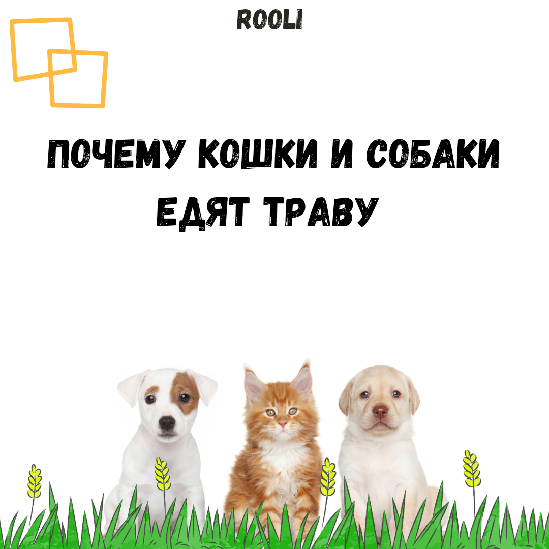 🌿 Почему кошки и собаки едят траву? 🐱 Кошка: – Инстинктивно очищает…
