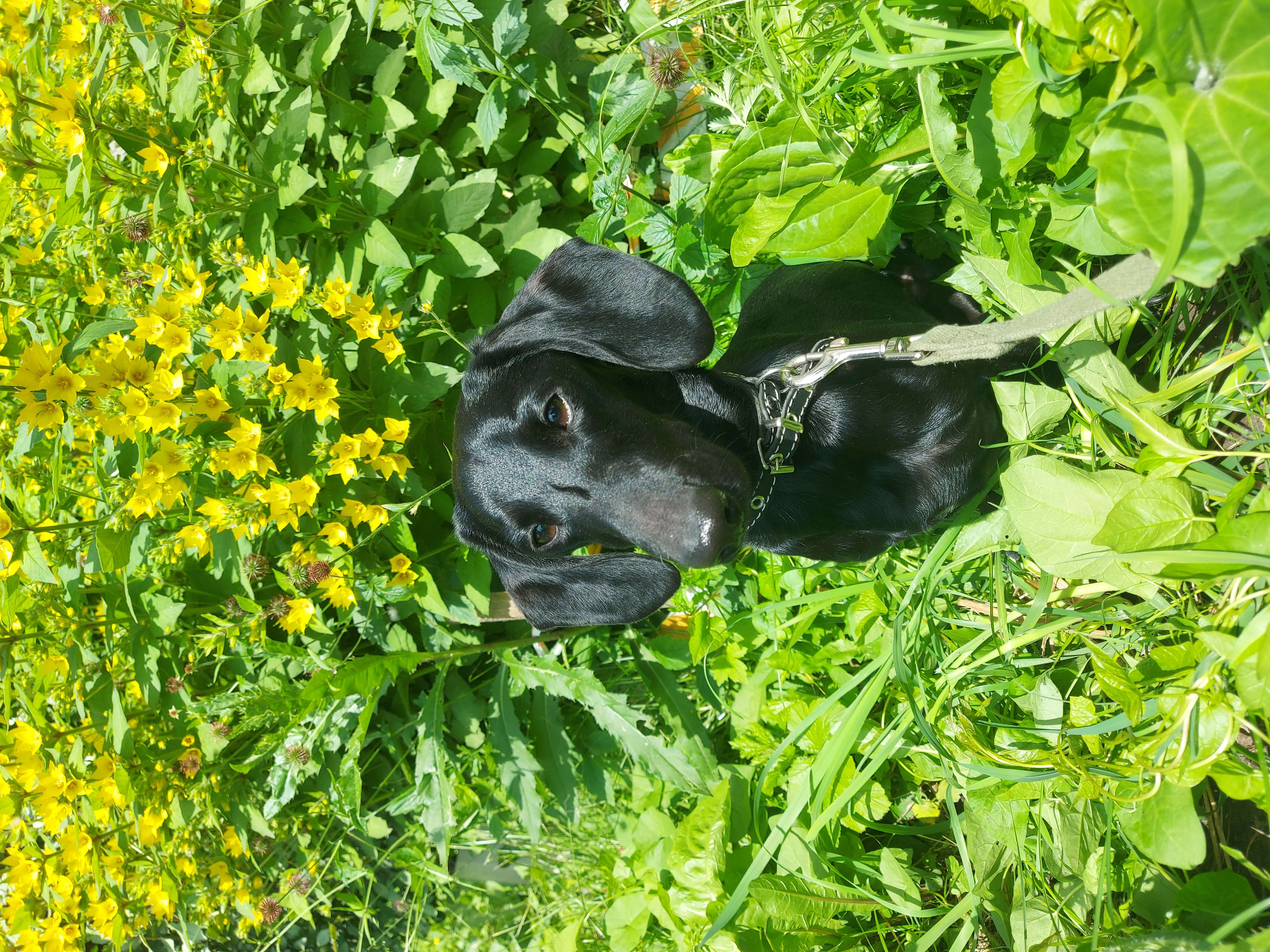 Заблудившееся лето вернулось🌞 и так приятно погреться на солнышке💛🐶