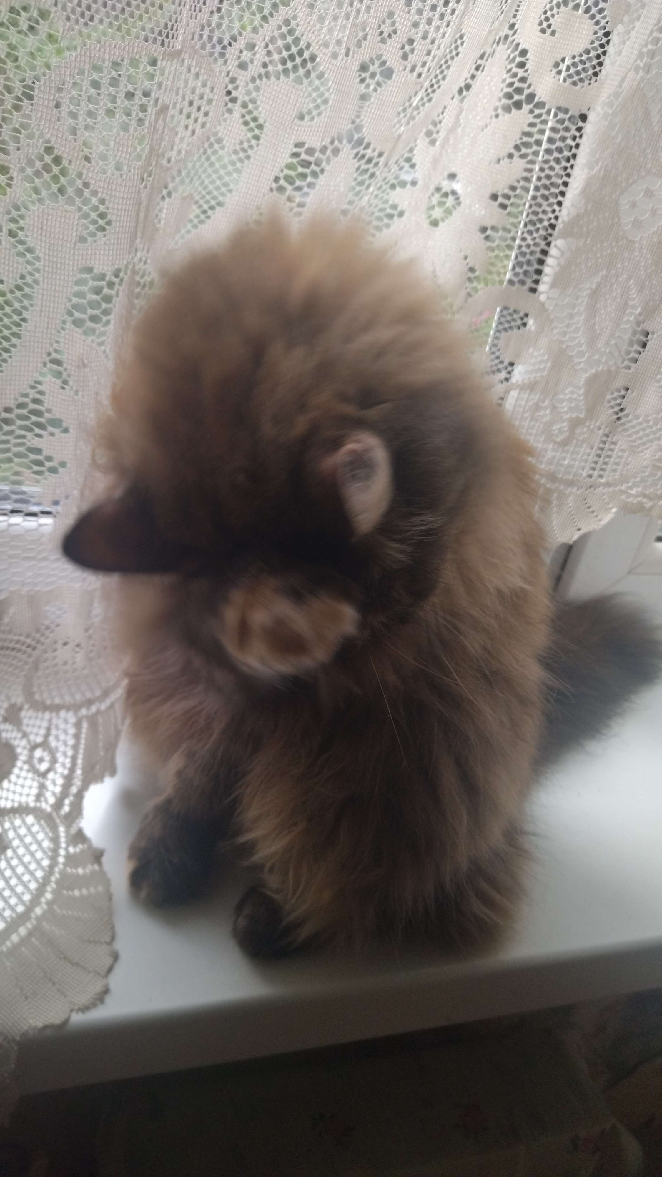 стеснительная дама, три лапки чёрные, а главная рыжая🤣❤️🤗
