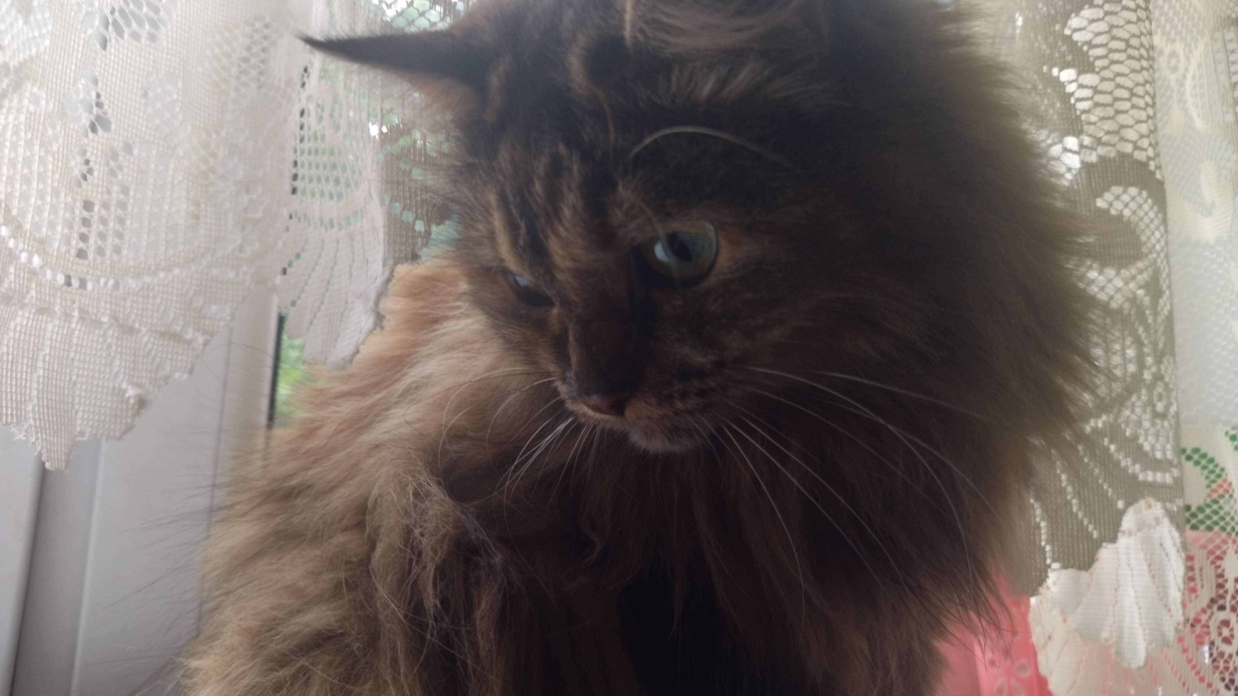 С Международным Днём Кошек!!!🐈‍⬛🐈❤️
