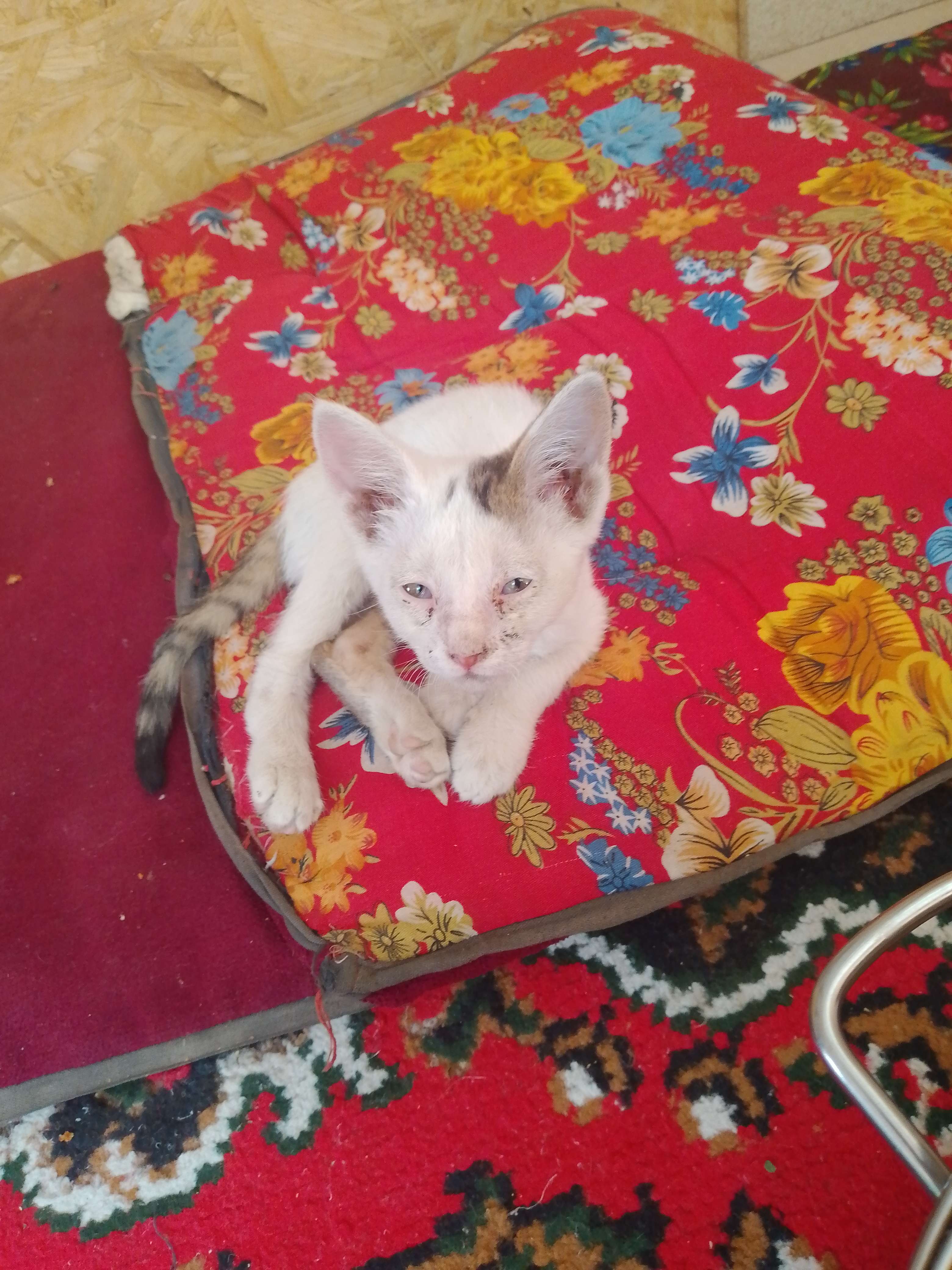 у моей кошки с глазами что то не так что я могу зделать
