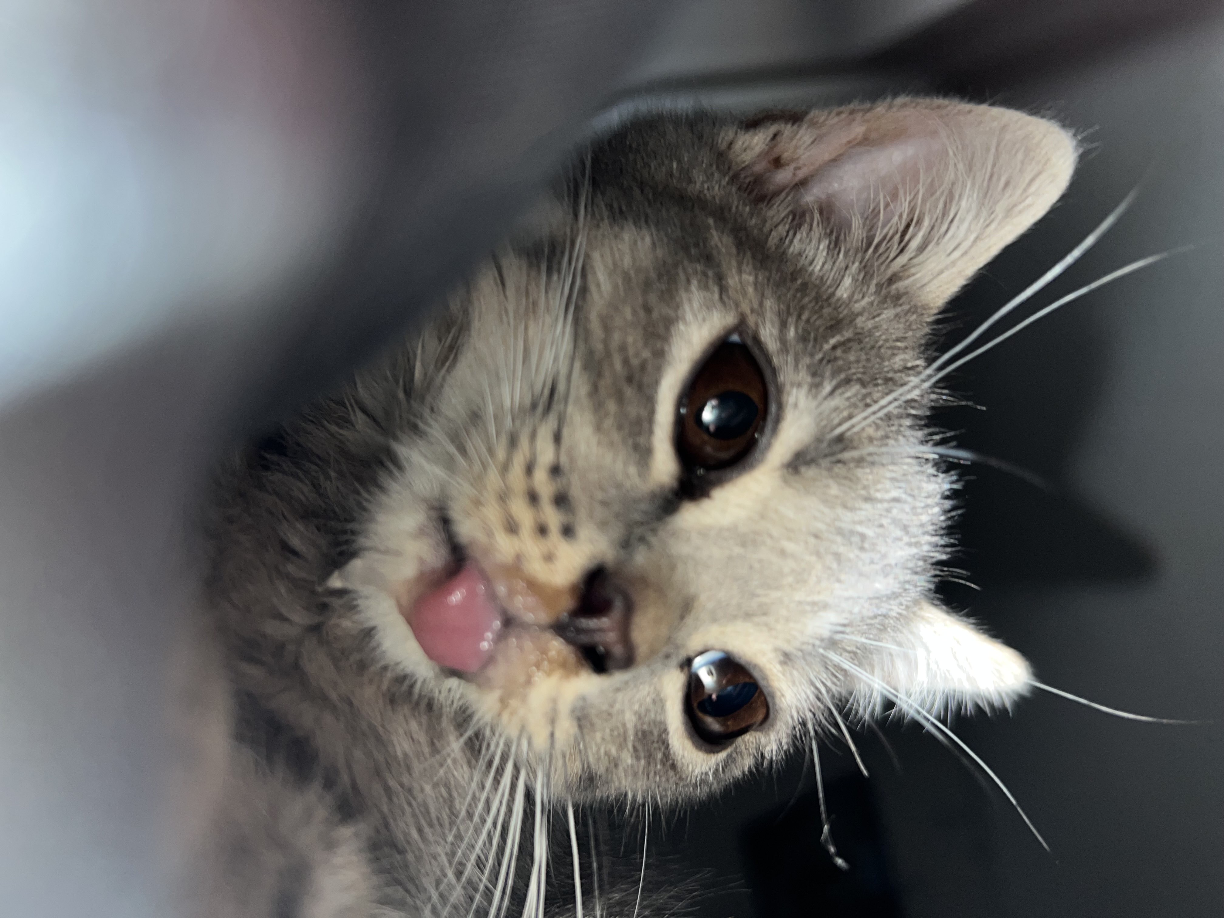 у котенка постоянно высунут язык